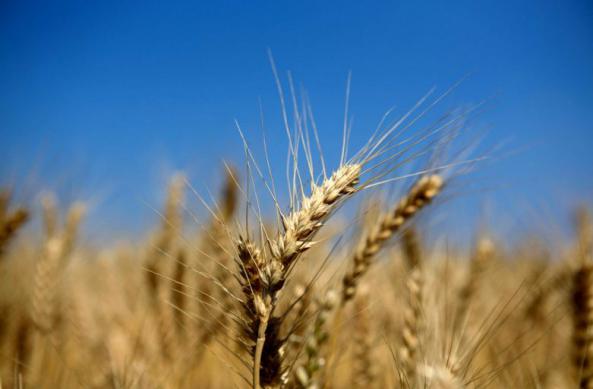 مرکز عرضه جو دامی محلی