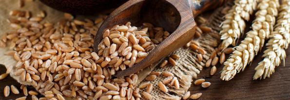 توزیع کنندگان جو بوکان