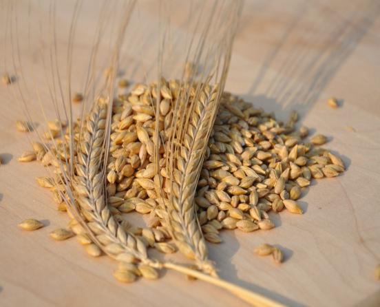 علت محبوبیت جو بوکان چیست؟