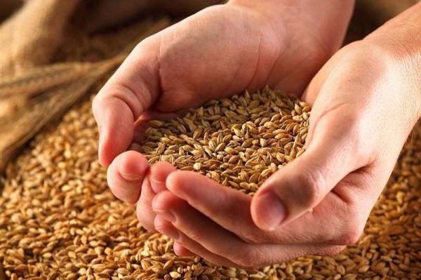 آشنایی با کاربردهای گندم شکسته