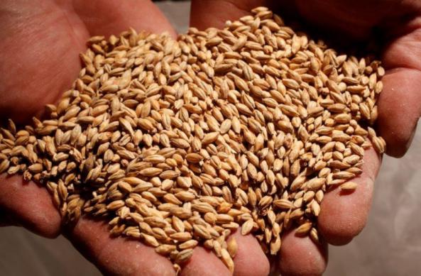 مهمترین خواص جو در پرورش دام