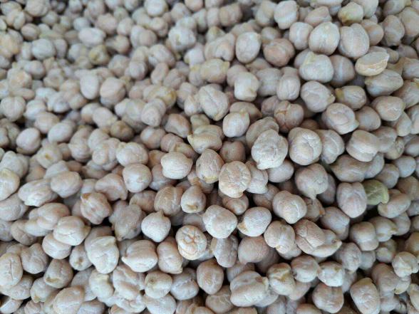 شرکت تولیدی نخود ریز سفید