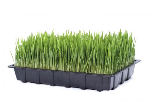 خواص جو سبز برای پوست