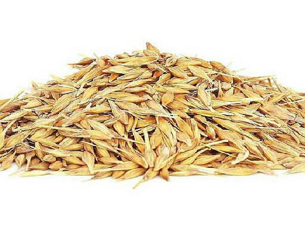 ارزش غذایی جو برای دام