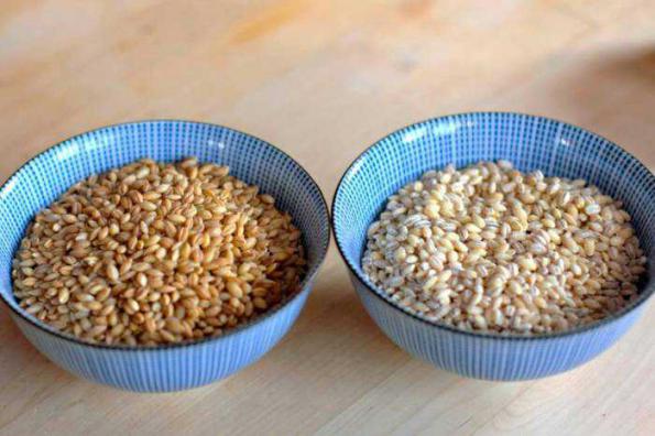 تولیدکنندگان جو دامی صادراتی