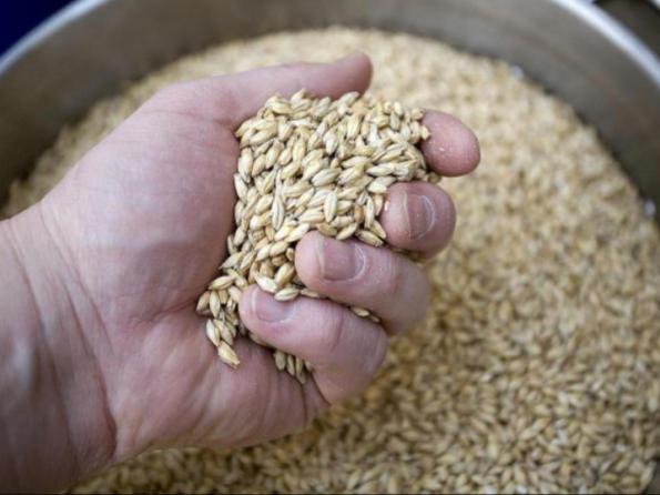 نقد و بررسی کیفیت جو بوکان