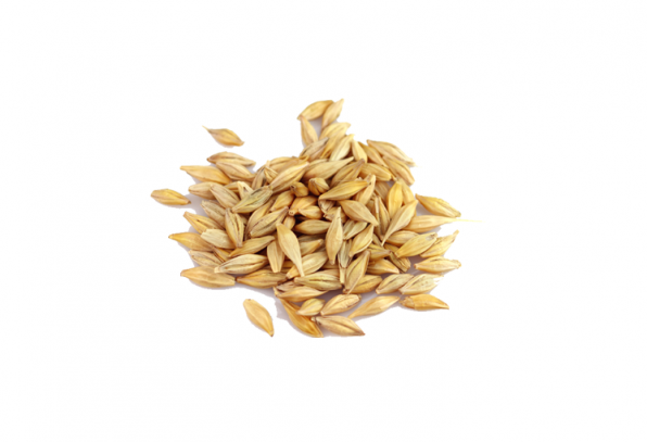 فروش انواع جو خوراکی بندر انزلی