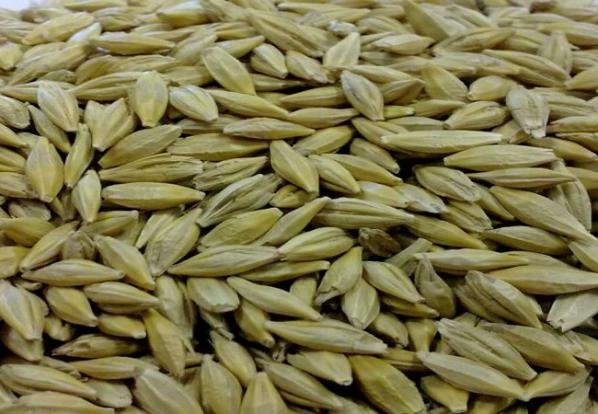 قیمت فروش جو وارداتی ارزان