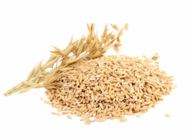 کارخانه تولیدی جو باکیفیت بوکان