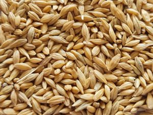 جو محلی بوکان