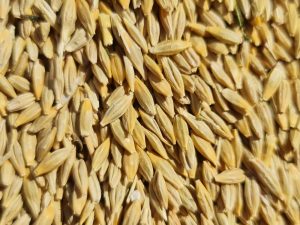 پخش کننده جو محلی ارزان بوکان