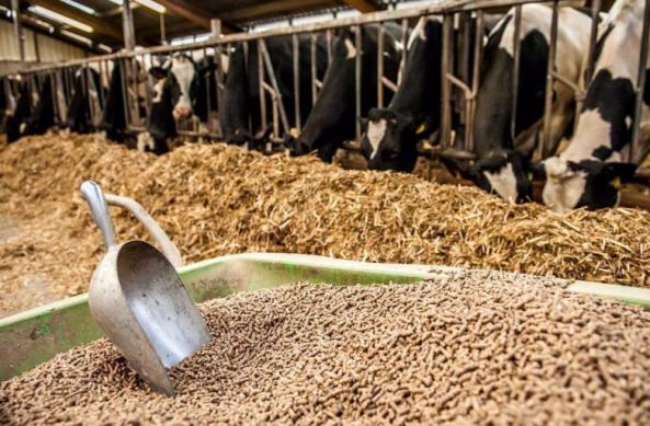 چگونگی تهیه خوراک دام مرغوب