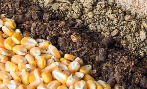 قیمت خوراک گاو خراسان ارزان