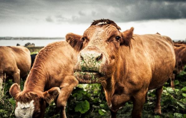 از کجا خوراک دام اصفهان بخرم؟