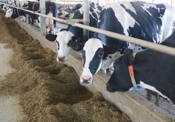 قیمت بهترین خوراک دام اصفهان