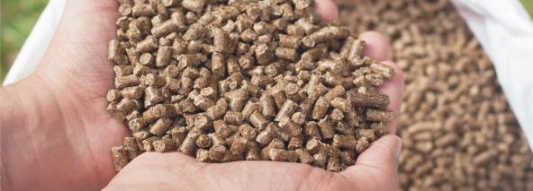 دلایل خرید خوراک گاو خراسان