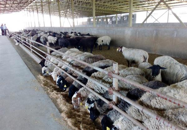 خوراک کامل گوسفندی چیست؟