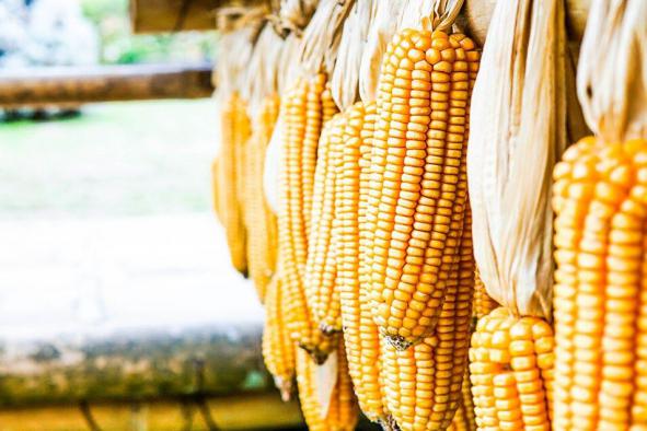 خرید انبوه ذرت درجه 1