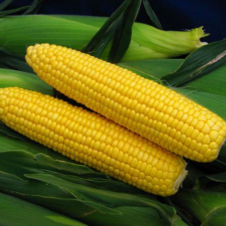 آشنایی بیشتر با انواع ذرت