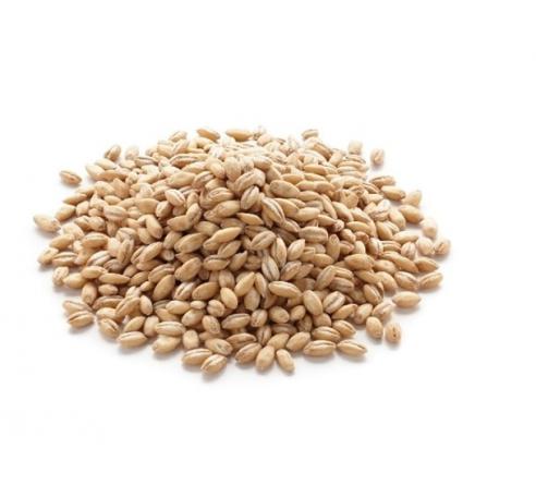 توزیع کنندگان گندم پوست کنده صادراتی