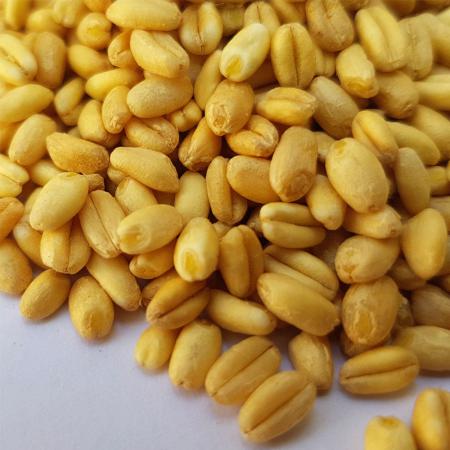 بهبود سوخت و ساز بدن با مصرف گندم