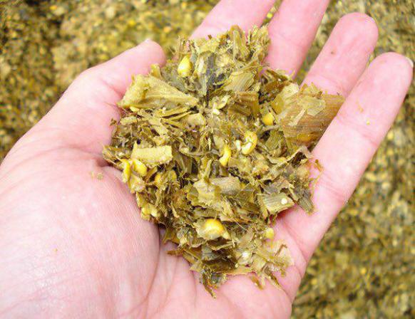 ترکیبات مناسب برای تولید سیلاژ علوفه ای