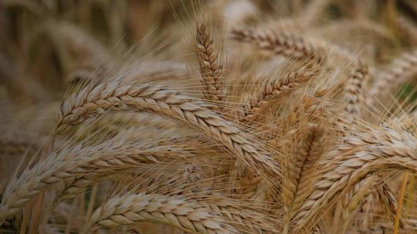 بزرگ ترین کشورهای تولید کننده جو