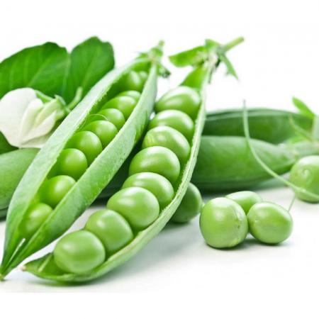 ویژگی های بذر نخود مرغوب