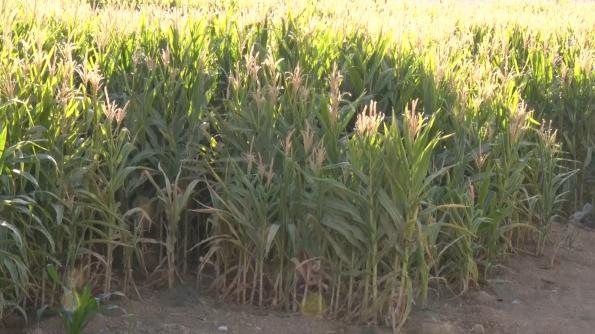 نحوه مصرف ذرت علوفه ای