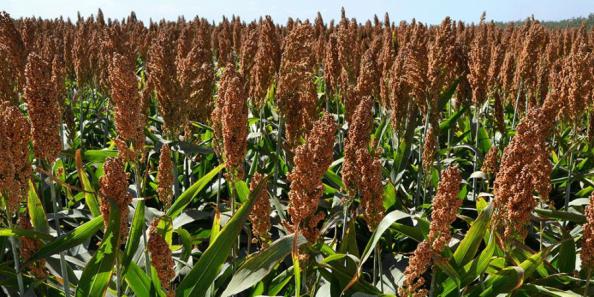 قیمت تمام شده ذرت علوفه ای