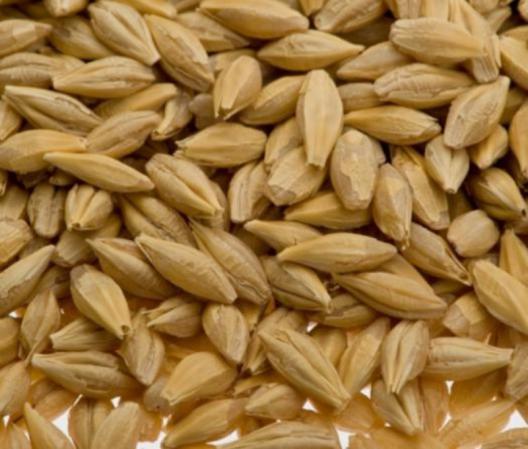 عرضه کنندگان جو دامی عمده