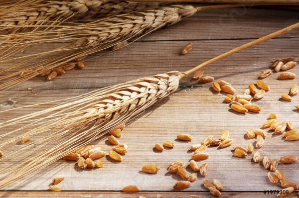 صادر کنندگان بذر جو مرغوب فله