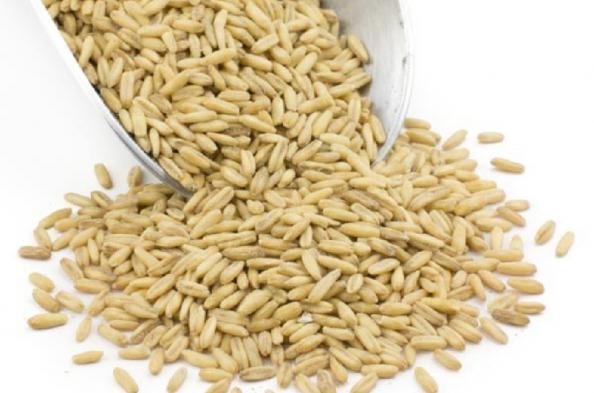 شرکت پخش جو دامی با کیفیت