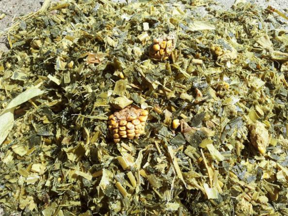 اهمیت سیلو کردن ذرت علوفه ای در پرورش دام