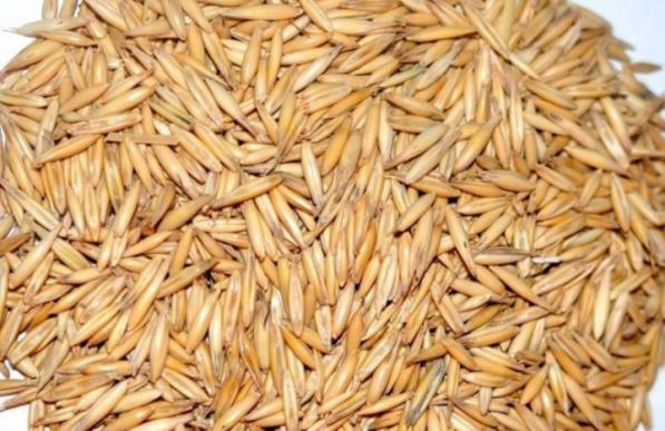 فروشندگان جو دامی بندر امام