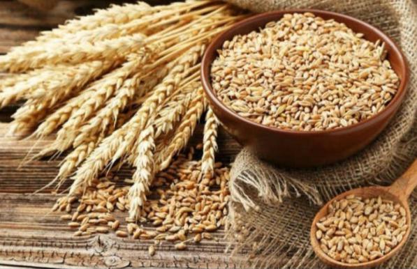 میزان مناسب مصرف گندم در خوراک طیور