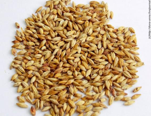 بررسی کیفیت جو بندر امام