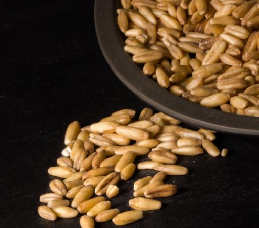 ارزیابی کیفیت جو دامی