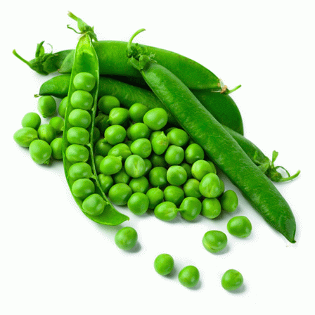 لزوم ضد عفونی انواع بذر نخود قبل از کشت