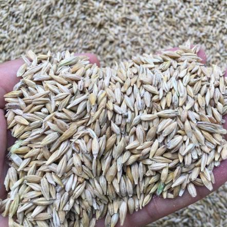 تاثیر جو دامی باکیفیت در میزان رشد دام