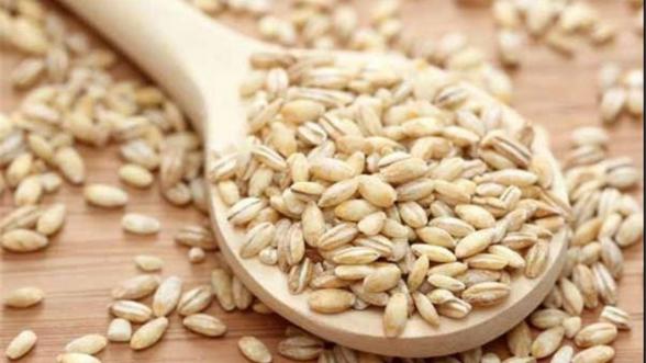 مشخصات بهترین بذر جو برای کشت دیم