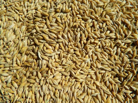 مزایای بی نظیر جو بوکان برای دام ها