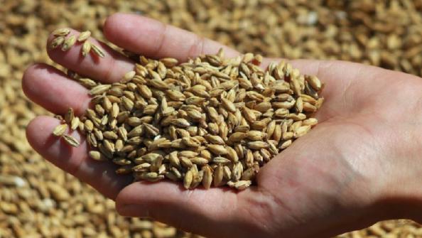 دلایل موثر بر کیفیت بالای جو دامی همدان