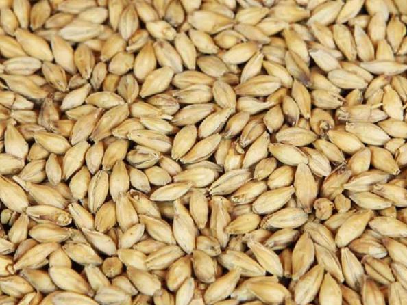 خرید انواع جو دامی همدان با قیمت مناسب