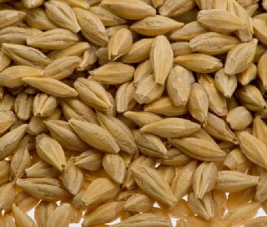 میزان مصرف جو دامی برای جیره پایانی