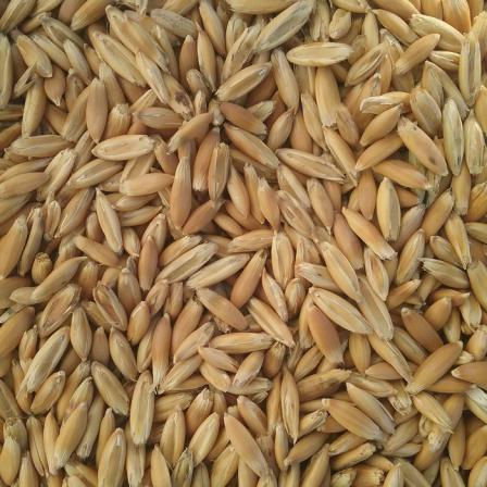 راهنمای تهیه بهترین جو دامی کیسه ای