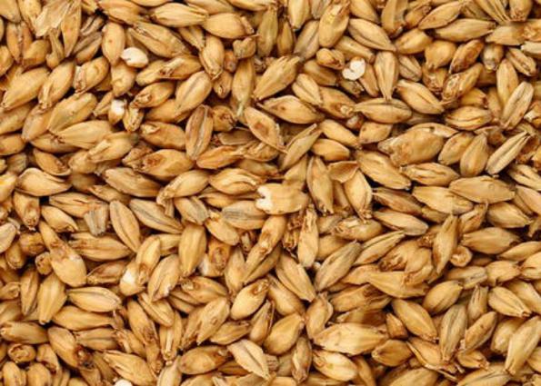 صفر تا صد کشت جو دامی بندر امام