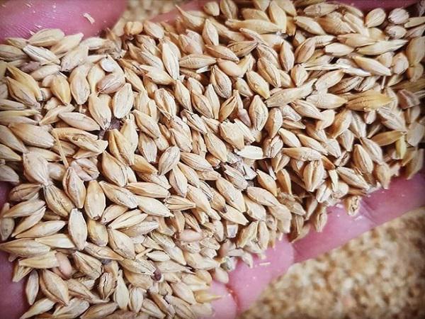 مناسب ترین خاک برای کشت جو دامی چیست؟