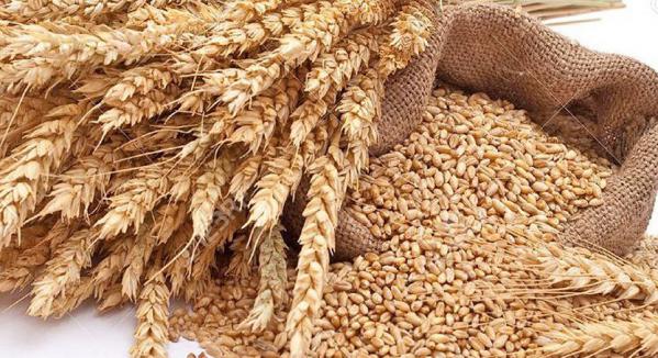 خرید ارزان جو دامی کیسه ای بدون واسطه