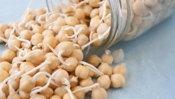 اهمیت اندازه بذر در میزان بازدهی آن